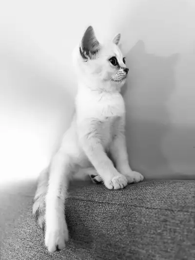 Mille; Purebred British Shorthair, View more