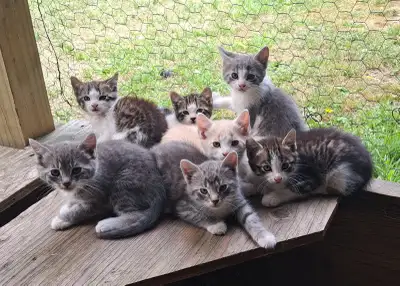Barn Kittens!, View more