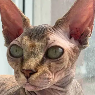 sphynx femelle , View more