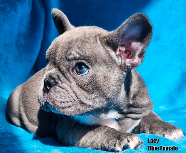 French Bulldog Puppies “CKC Registered” in Dogs & Puppies for Rehoming in Calgary