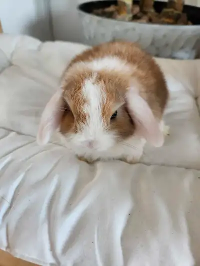 bébé lapin belier nain hollandais, View more