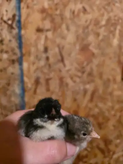 araucana bantams unsexed, View more