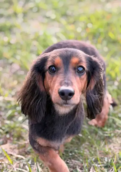 Neutered Dachund males REHOMING, View more