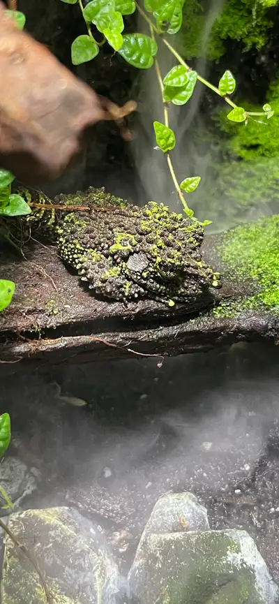 Vietnamese Mossy Frog for sale with living terrarium. Terrarium has small section at bottom of tank...