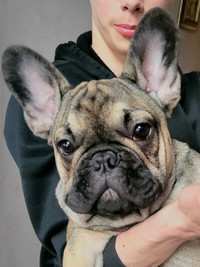 LAST ONE!! Purebred French Bulldog Puppies Available  