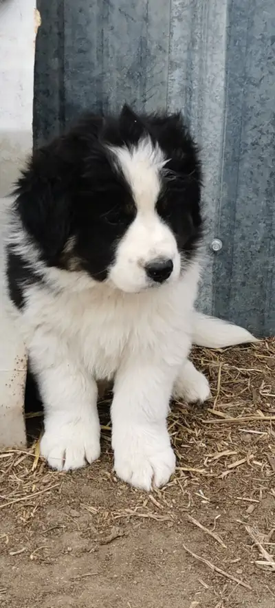 Australian Shepherd Bernese Mountain dog cross puppies, View more