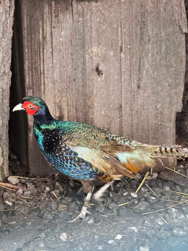 Pheasants in Birds for Rehoming in Delta/Surrey/Langley - Image 3