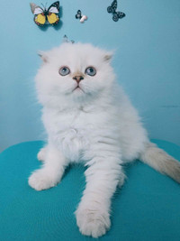PUREBREED Scottish fold longhair male kitten whith blue eyes