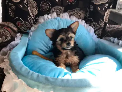 two males    yorkies   to rehome, View more
