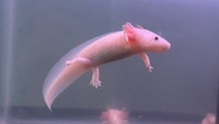 Juvenile ‘water salamanders’
