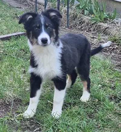 Australian Shepherd Puppy - SOLD, View more