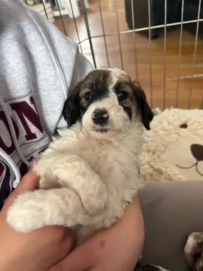 Moyen Low to Non-Shedding Doodle Puppies, View more