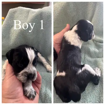 English Springer Spaniel puppies, View more