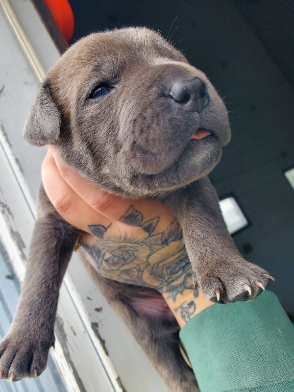 Cane corso puppies Dogs & Puppies for Rehoming Gander Kijiji