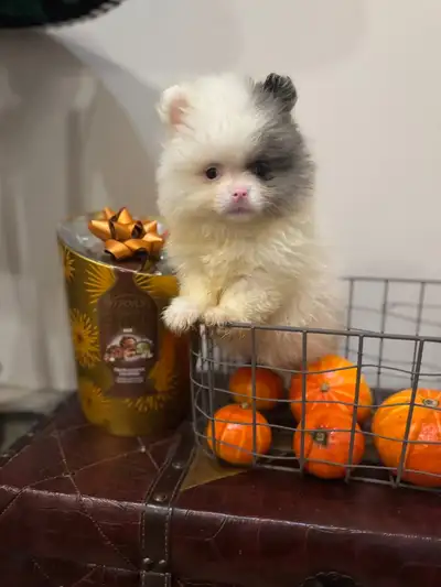 Pomeranian puppies, View more