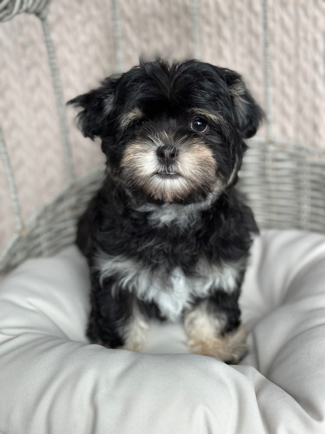CKC Reg’d Purebred Havanese Female Puppy in Dogs & Puppies for Rehoming in Edmonton