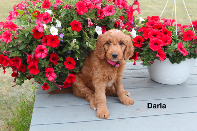 WAVENY GOLDENS - Daisy & Rory’s F1 Goldendoodles in Dogs & Puppies for Rehoming in Saskatoon