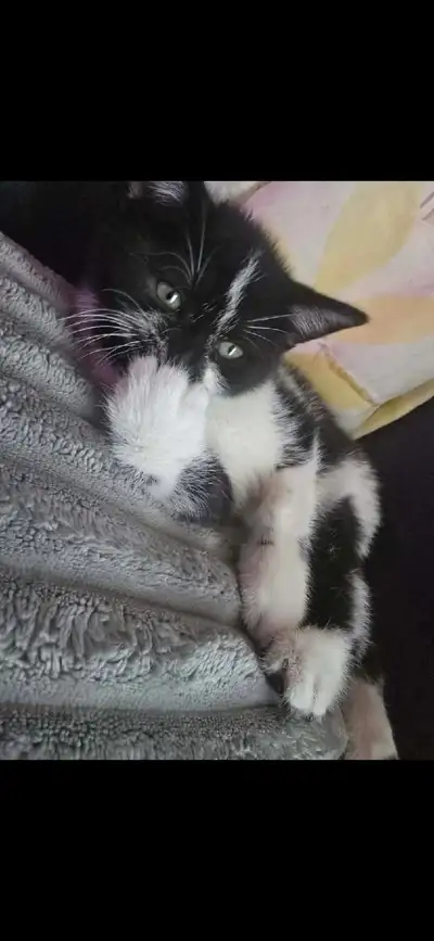 3 CHATON FEMELLES  DISPONIBLE , View more