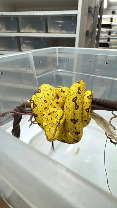 BEAUTIFUL BABY GREEN TREE PYTHONS, View more