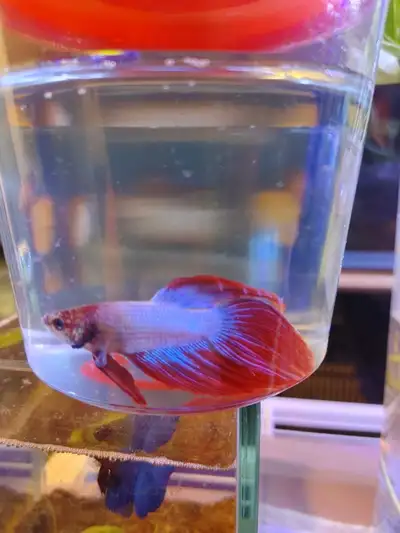 Male & Female betta fish. $7 each or 2 for $10 Pick up in Brampton