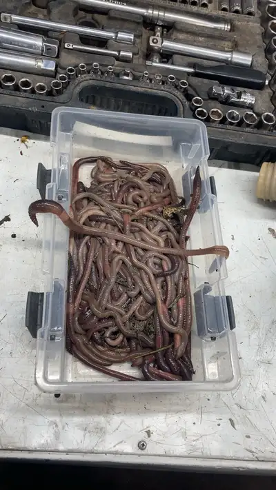 Dirt cheap worms Contact for price