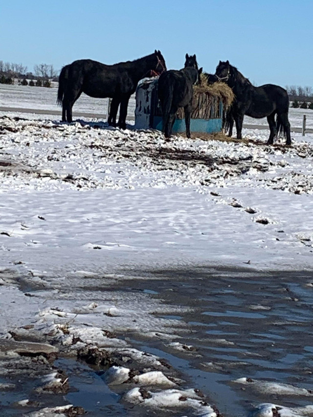 Looking for RESCUE HORSES near me in Animal & Pet Services in Chatham-Kent - Image 4