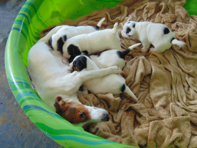 Farm Raised Jack Russell Pups in Dogs & Puppies for Rehoming in Belleville