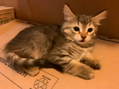 Rehoming 2 female kittens, View more