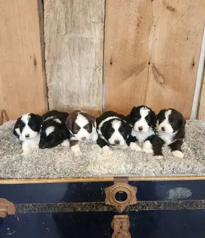 Adorable Mini Aussie Doodle Puppies Looking for Their Forever Homes! Meet our irresistibly cute Mini...