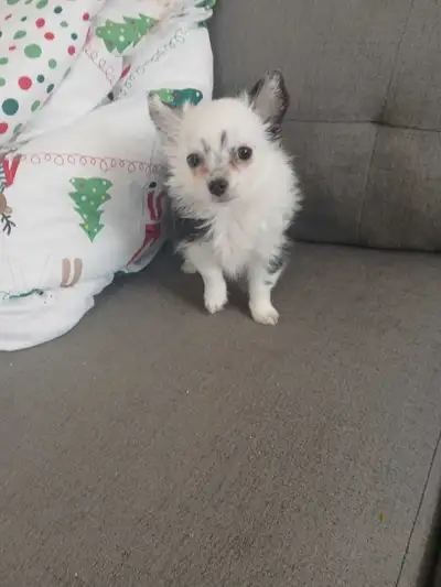 fluffy long haired chihuahua, View more