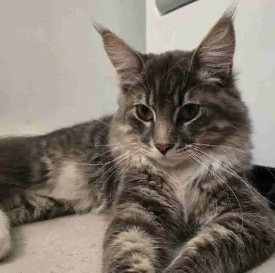 Maine coon pur race mâle âgée de 6 mois. Nous l'avons depuis qu'il à 3 mois et malheureusement décou...