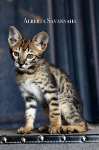 Savannah cat kittens TICA REGISTERED 