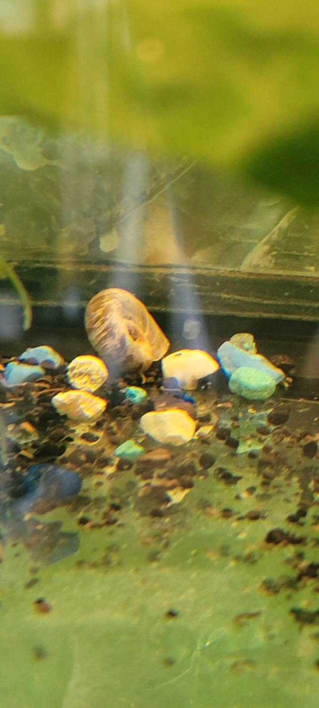 ramshorn snails in Fish for Rehoming in Mississauga / Peel Region