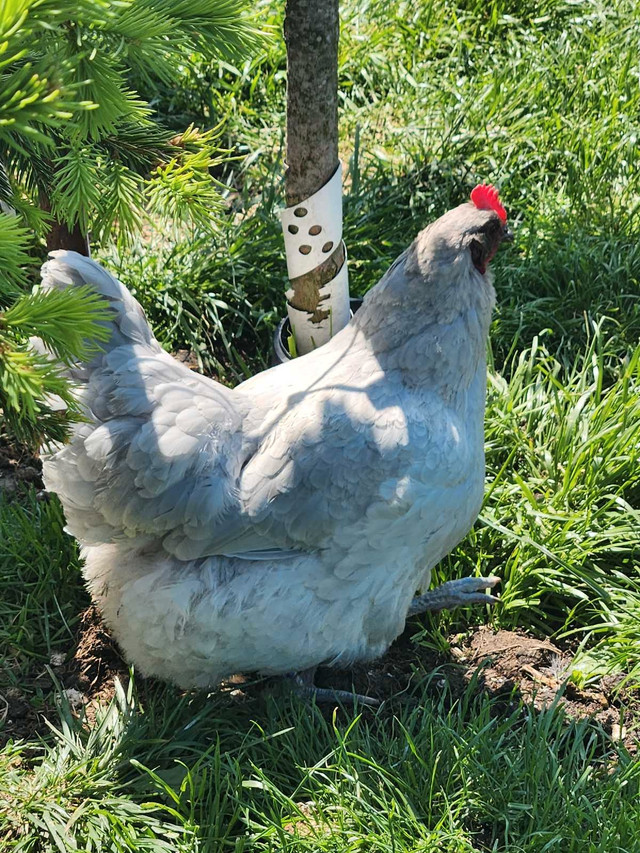 Lavender Orpington Hatching eggs  in Livestock in London - Image 2