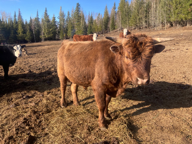 Dexter bull -price reduced- in Livestock in Quesnel
