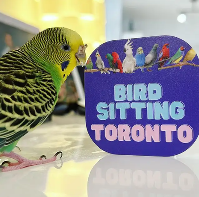 BRAMPTON Parrot Nail Clip, Wing Clip, Beak Trim and DNA Sexing!, View more