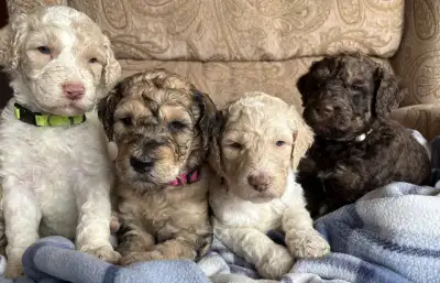 F1bb Goldendoodle Puppies, View more