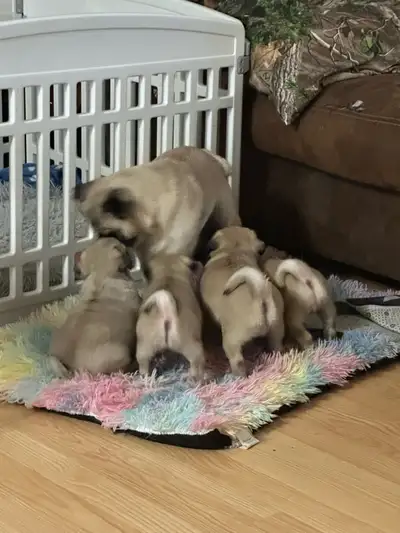 3 males pug puppies, View more