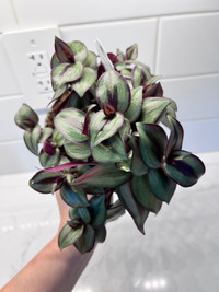 Health plant - tradescantie purple 