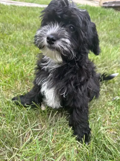 poodle x Shitzu , View more