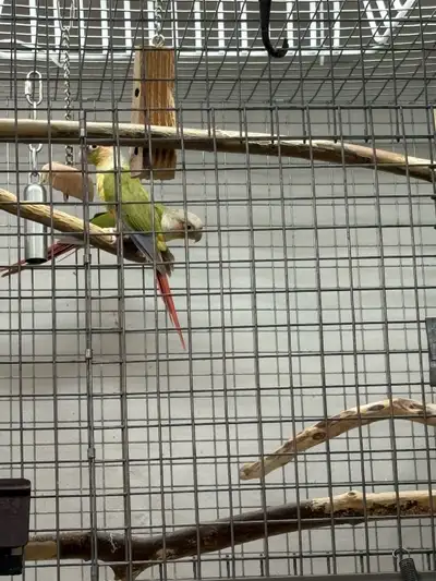 This breeding pair of Pineapple Conures, 7 yrs old, are in good condition and ready to find their ne...