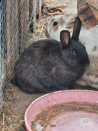 Holland/newzealand rabbit family