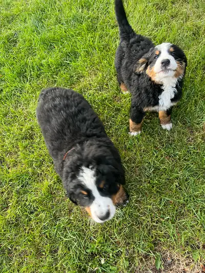 2 purebred cutest male puppies. Farm raised with kids. Ready to go to their forever home!