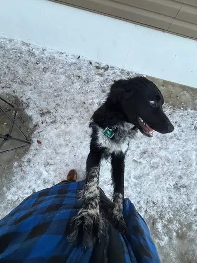 Border Collie x Aussie Shepard for Rehoming, View more
