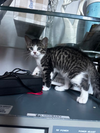 3 cute and playful Bengal mix with tabby kittens 