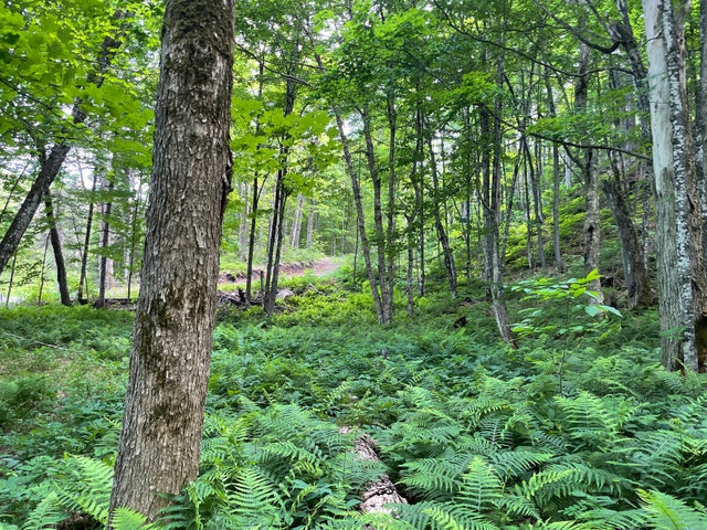 Terrain de 2 acres à vendre à Grenville avec accès notarié lac — photo 2