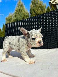 French bulldog puppies