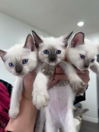 Siamese Kittens, View more