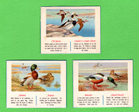 1953 C274 TOBACCO CARD MALLARD CIGARETTES SET 21 CARDS EX AT EX+