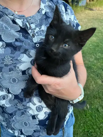 Kittens for sale, View more